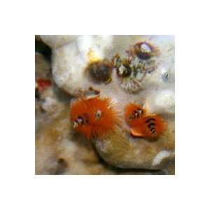   sp./Porites sp. Christmas Tree Worm   Small: Kitchen & Dining