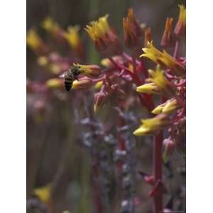 Bee Polinating Rock Echeveria, Superstition Mountain Wilderness Area 