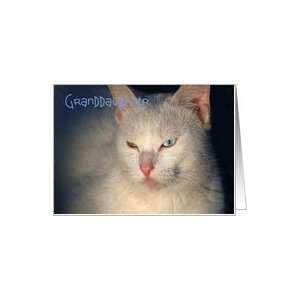   Birthday, white cat with a blue eye & green eye Card: Toys & Games