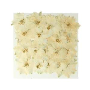  Silver J Pressed real dried flowers, White larkspur, 2 