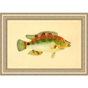  Framed Gicle Print   Natural History Fish III