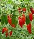   Hot Pepper, Capsicum Chinense, OP, HOT Fresh Seeds (HP0116