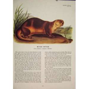 River Otter Rat Rats Shrew Mouse Rodent Color Old Print