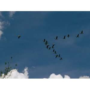  A Flock of Canada Geese Fly in Formation Above Wade Island 