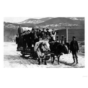  Ione, Washington   Cow Team Pulling Men in a Wagon 