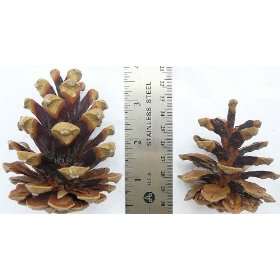  Austriaca Pine Cones