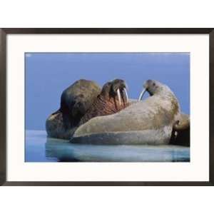  A large Atlantic walrus calf still finds comfort and 