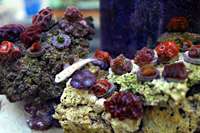 Tidal Gardens] Neon Green Maxi Mini Carpet Anemone Reef Aquarium Live 