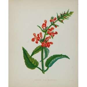  1898 Botanical Print Hedge Woundwort Stachys Sylvatica 