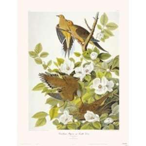  Carolina Pigeon Or Turtle Dove (Canv)    Print