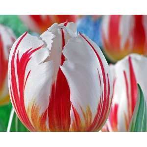  Happy Generation Triumph Tulip 8 Bulbs   Huge Flowers 