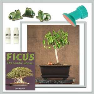   Ficus (Too Little) Bonsai   Do It Yourself Kit: Patio, Lawn & Garden