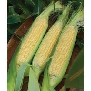  Corn, Triple Crown Xp Yellow Hybrid 1 Pkt. (100 seeds 