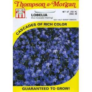  Thompson & Morgan 1637 Lobelia Blue Cascade (Trailing 