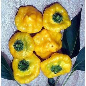   Hot Yellow Scotch Bonnet Pepper 4 Plants Patio, Lawn & Garden