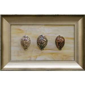  Phoenix Galleries Three Tiger Cowries Shadow Box 