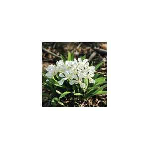  Iris cristata Tennessee White Perennial Plant Patio 