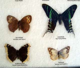 VINTAGE WARDS NATURAL SCIENCE BUTTERFLY SPECIMEN COLLECTION MOUNTED 