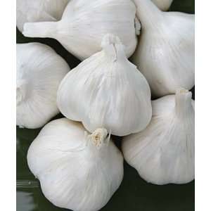  Garlic, Italian Late 1/2 lb. Patio, Lawn & Garden