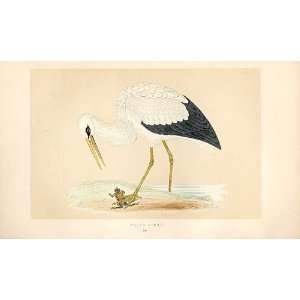  White Stork British Birds 1St Ed Morris 1851