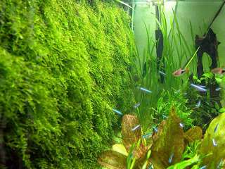 Moss Wall Mesh   Live aquarium java plant fish tank FB  
