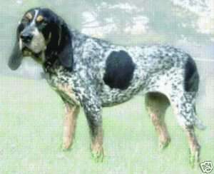 BLUE TICK COONHOUND   COUNTED CROSS STITCH PATTERN  