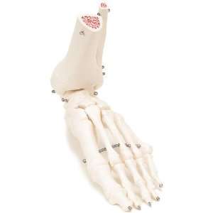 3B Scientific A31L Human Left Foot and Ankle Skeleton Model  