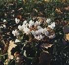 Perennial   Cyclamen Neapolitanum Seeds