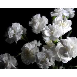  White Carnation Group Flower Photograph