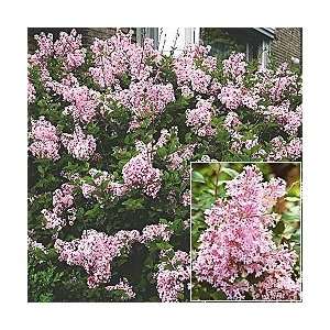  Josee Lilac: Patio, Lawn & Garden