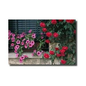  Petunia Flower Box Red Roses Asolo Italy Giclee Print 