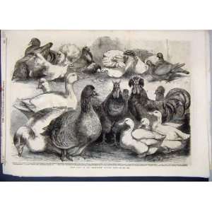   1865 Prize Birds Birmingham Poultry Show Pigeon Ducks: Home & Kitchen