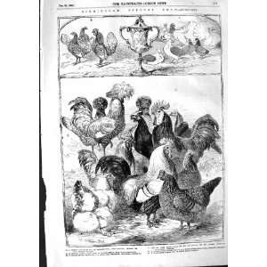  1855 BIRMINGHAM POULTRY SHOW PIGEONS BANTAM BIRDS: Home 