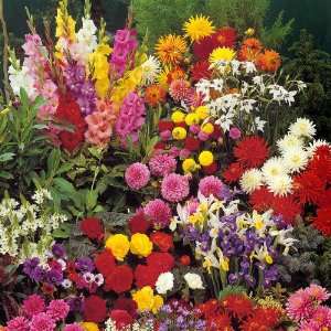    Dutch masters garden   110 flower bulbs: Patio, Lawn & Garden