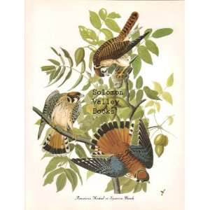  American Kestrel Or Sparrow Hawk (8 1/2 by 11 1/2 Color 