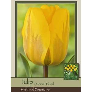   Tulip Darwin Hybrid Holland Emotions Pack of 50 Bulbs Patio, Lawn