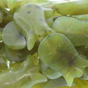 Olive Jade  Tulip Plain   16mm Height, 25mm Width, Sold by 16 Inch 