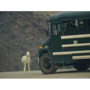  Dalls Sheep Slowing the Progress of a Bus on an Alaskan 