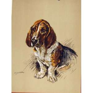    Hound Dog Old Fine Art Sketch Drawing Color Bussett