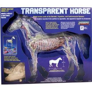   Lindberg 14 scale Transparent Horse model kit Explore similar items