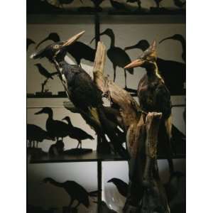  Specimens of Now Extinct Ivory Billed Woodpeckers Stand in 