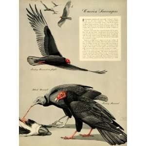  1939 Print Scavengers Vultures Birds Buzzard Eagle Herring 
