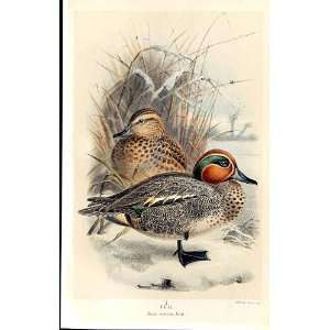   Lilfords Birds 1885 97 By A Thorburn, Keulemans Or
