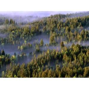  Fog Shrouding Pine Forests in Jackson Hole Valley Region 