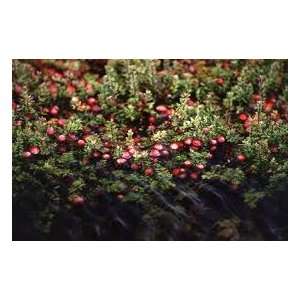  5 cranberry bush seeds Patio, Lawn & Garden