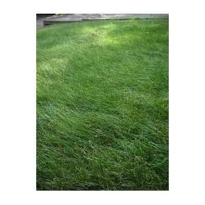   Creeping Red Fescue for Complete Shady Areas. Patio, Lawn & Garden
