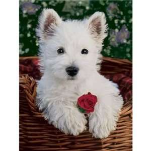  Cuddly Puppy   Flokati, 1000 Piece Jigsaw Puzzle Made by 