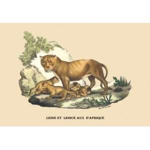  Lion et Lionne dAfrique 12X18 Art Paper with Black Frame 
