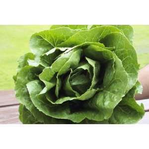  Lettuce Romaine Parris Island Certified Organic Seed 