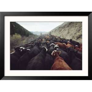  Cattle Travel from the Continental Divide, Where the Herd 